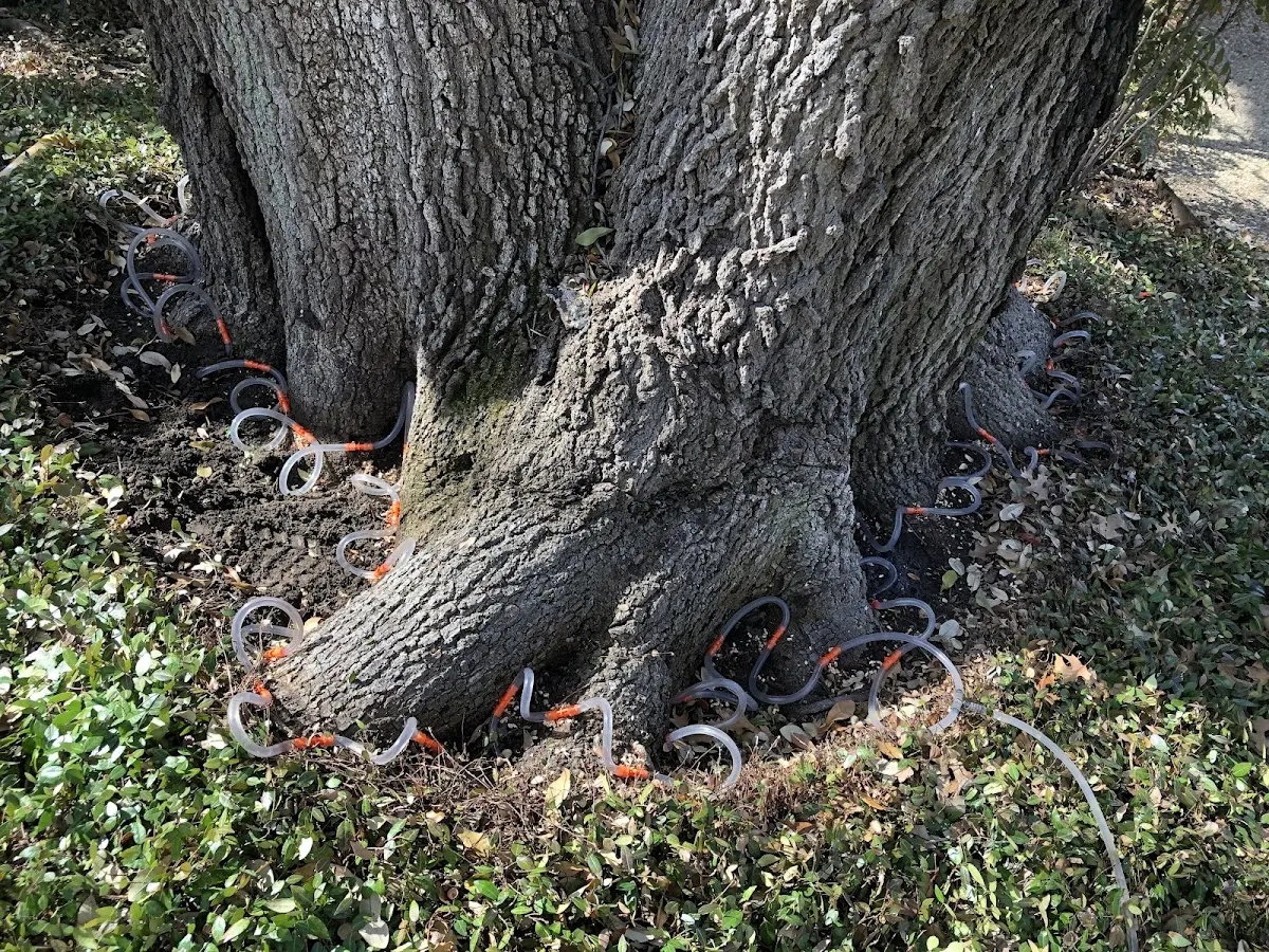 Detailed Shrub and Hedge Trimming job site in Petroleum