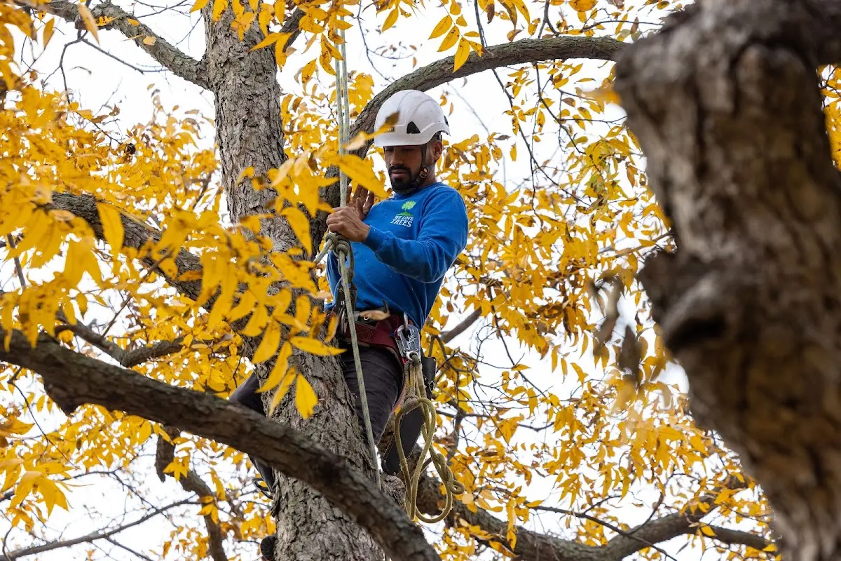 Skilled Storm Damage Cleanup crew working in Petroleum
