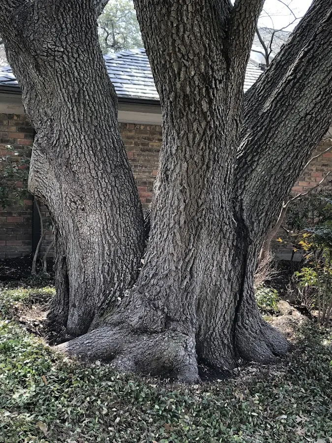 Mature heritage tree close to a Petroleum property cared for by certified arborists