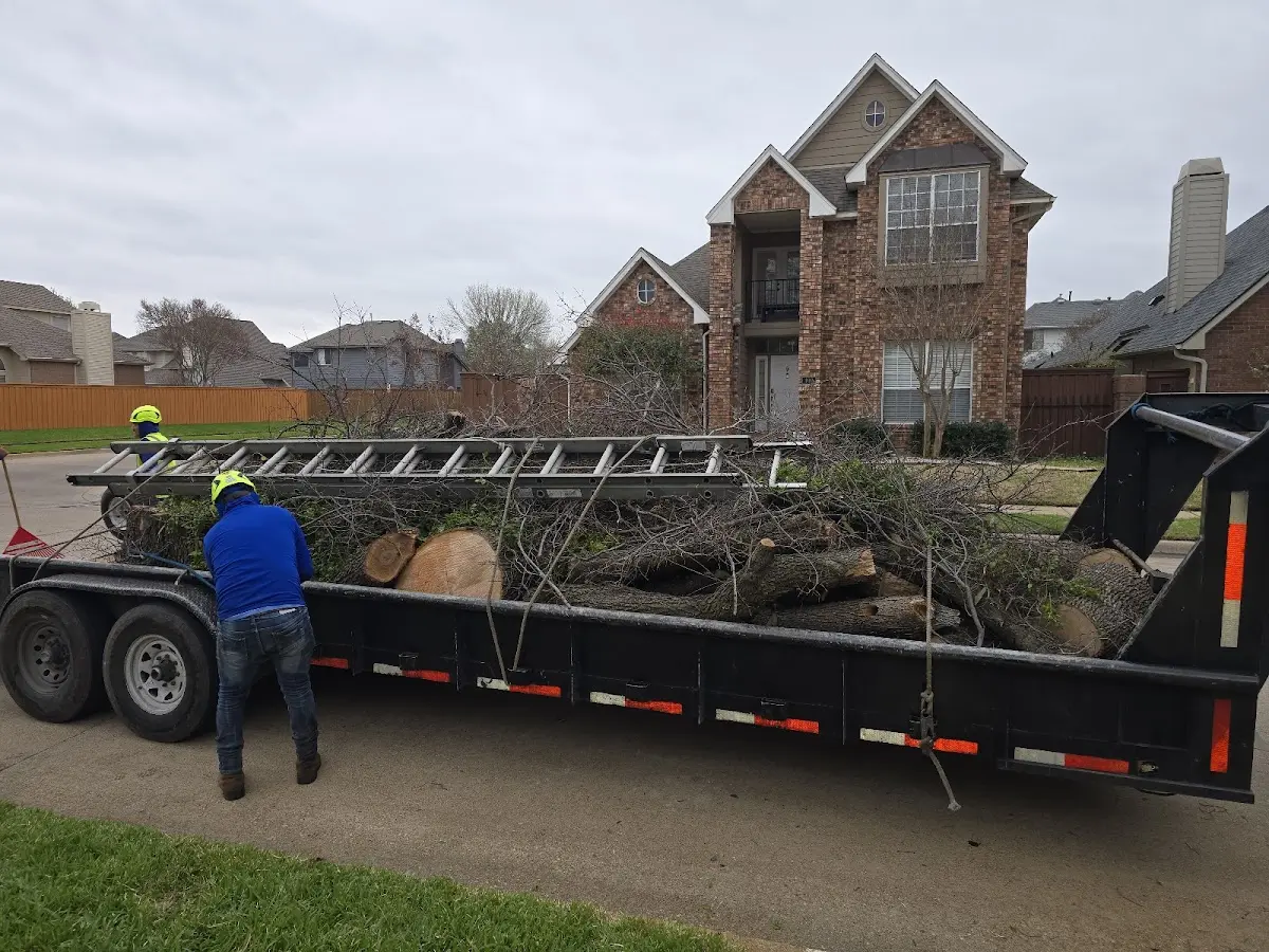 Expert Tree Removal with proper safety equipment in Petroleum